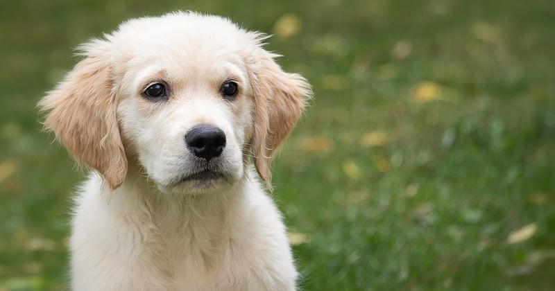golden retriever