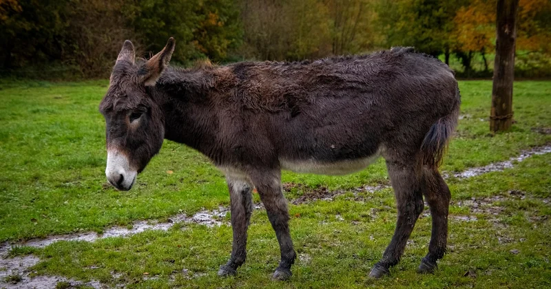 Verlängerung oder Neuausstellung?