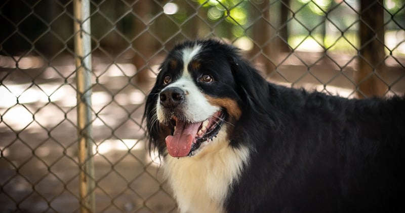Entlebucher Sennenhund: Der kompakte Schweizer mit Herz