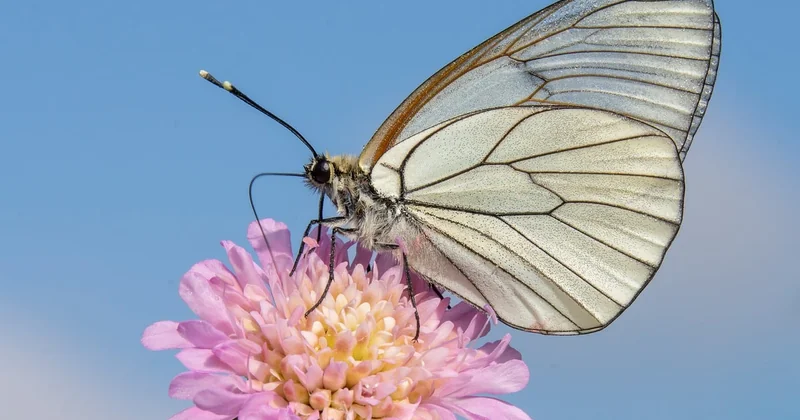 Fließdiagramm in der Biologie: wo die Methode wirklich glänzt